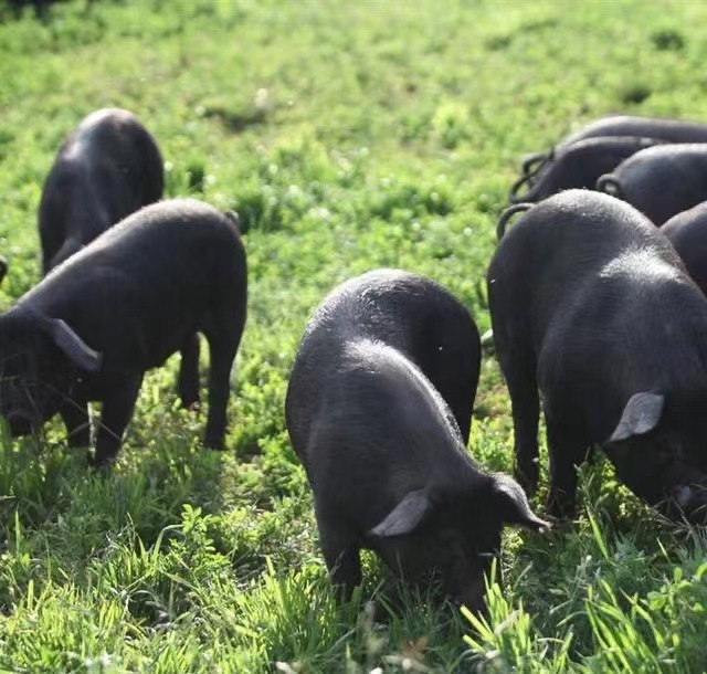 黑猪照片3.jpg 黑猪照片3.jpg